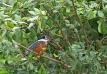 Martin-pêcheur à ventre roux, mâle